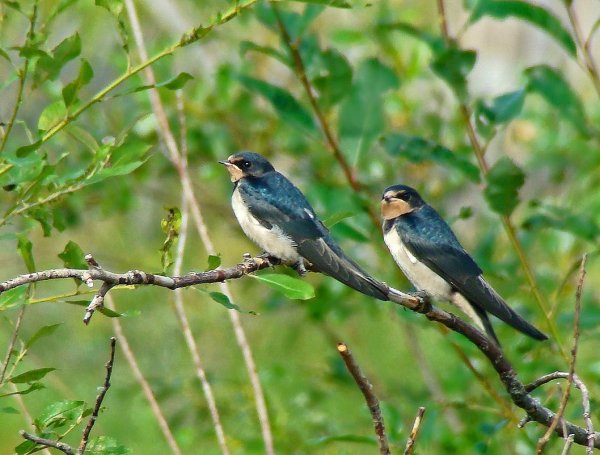 Ласточка весной