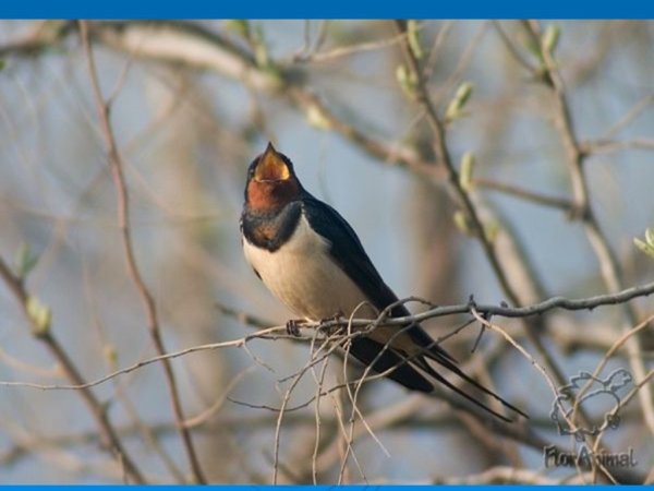 Ласточка весной