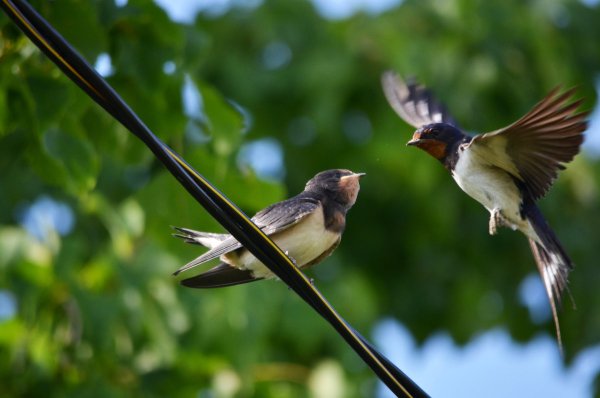 Ласточка красивая