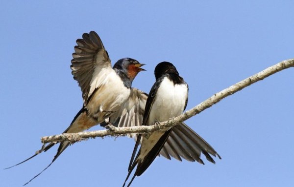 Весна ласточки