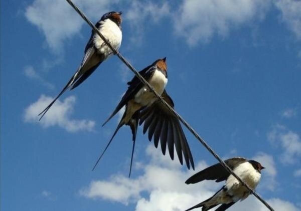 Кăйкăр кайăк