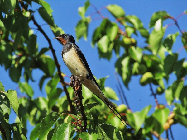 Весенние ласточки