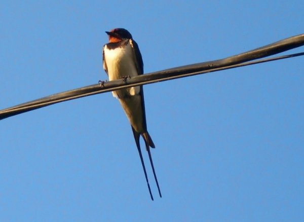 Весенние птицы Ласточка