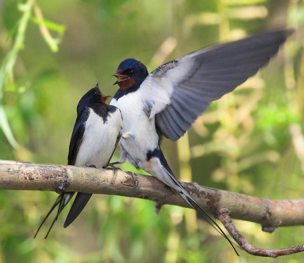 Ласточки прилетели