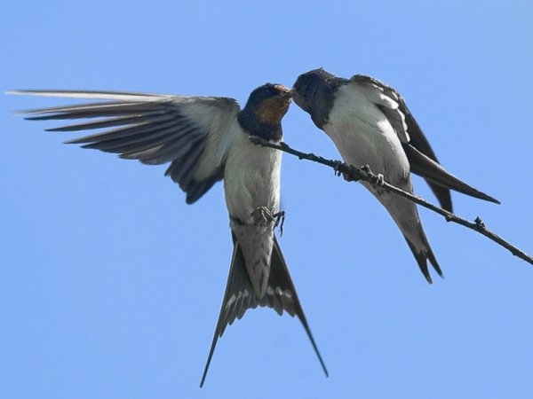 Две ласточки