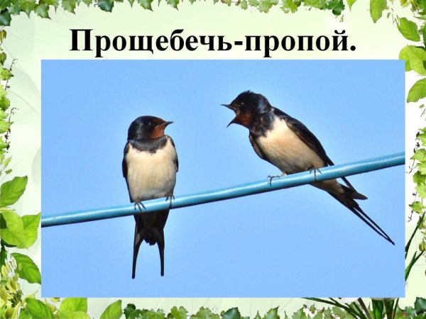 Ласточки прилетели