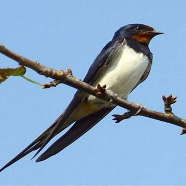 Ласточка Перелетная птица