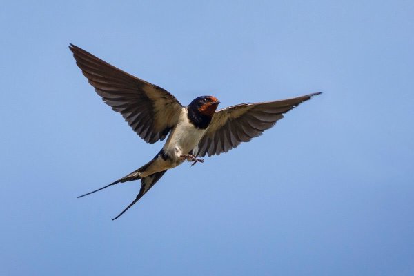 Ласточка птица