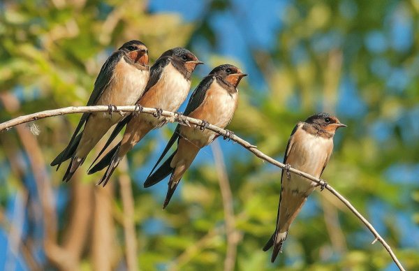 Весенние птицы Ласточка
