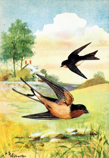 Сладков Ласточка Ласточка