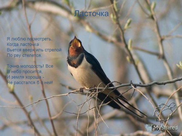 Певчая Ласточка