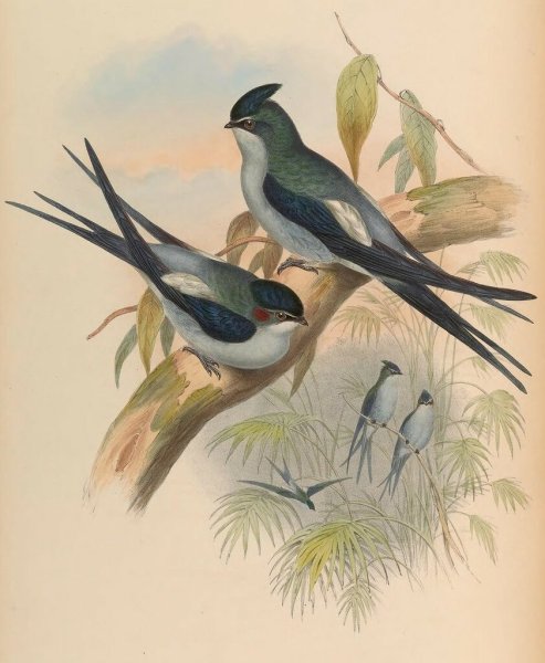 Чарльз Войси ласточки