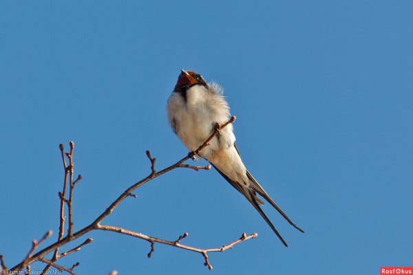 Ласточки прилетают весной