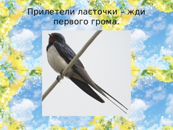 Прилет ласточек