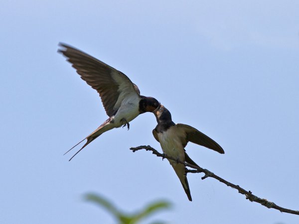 Ласточка весной