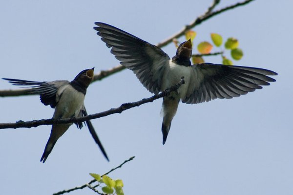 Весенние птицы в полете