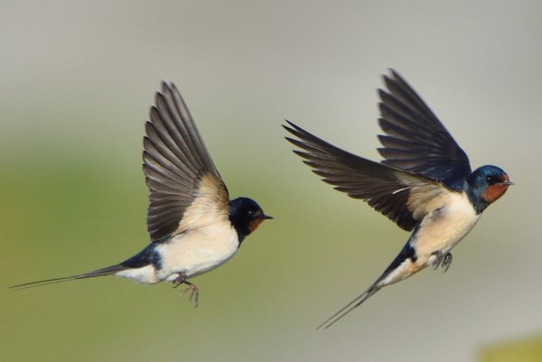 Спаривание ласточек