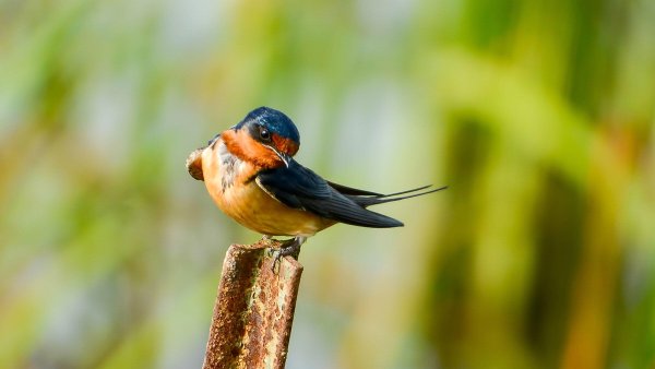 Картинки на рабочий стол птицы