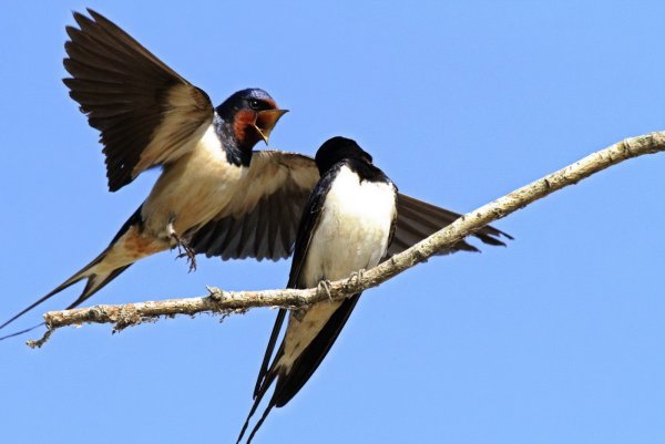 Ласточки прилетели
