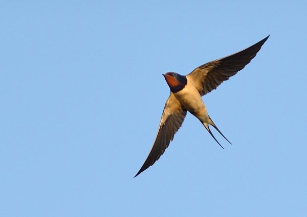 Ласточка в полете