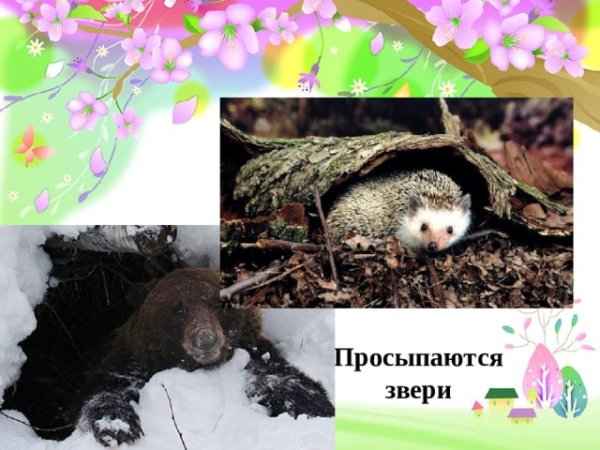 Животные просыпаются весной