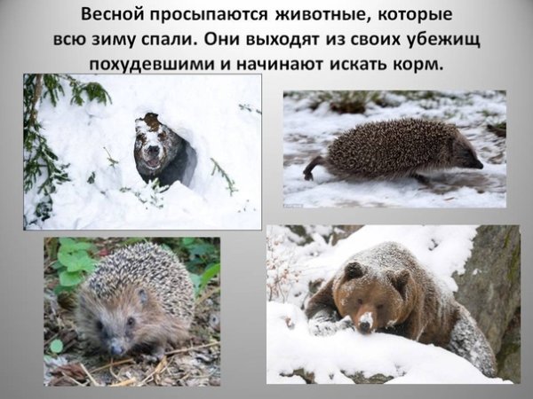 Животные просыпаются весной