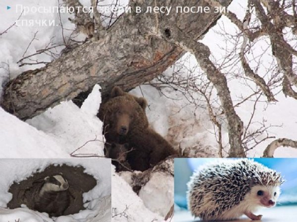 Животные просыпаются весной