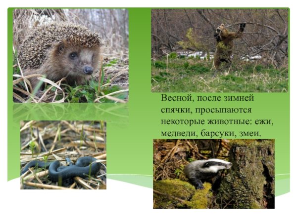 Животные просыпаются от зимней спячки