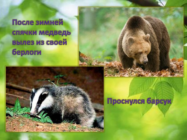 Животные просыпаются от зимней спячки
