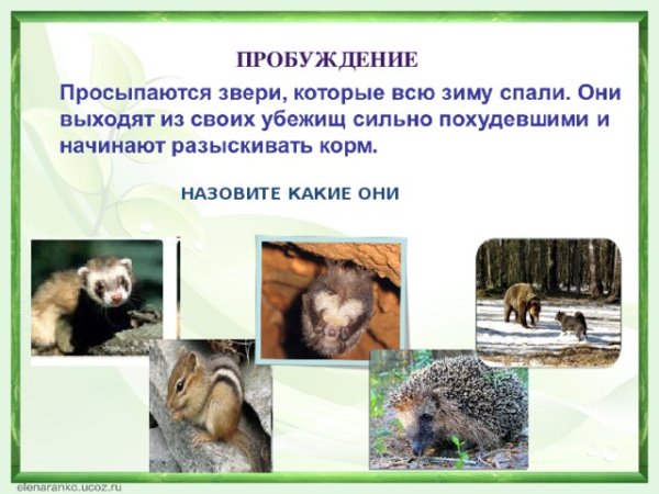 Какие животные просыпаются весной для детей