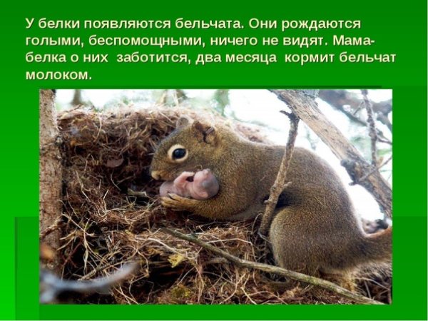 Животные просыпаются весной