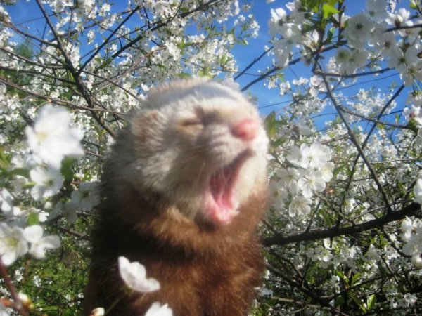 Животные весной для детей