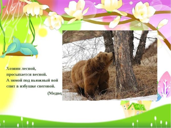 Медведь весной