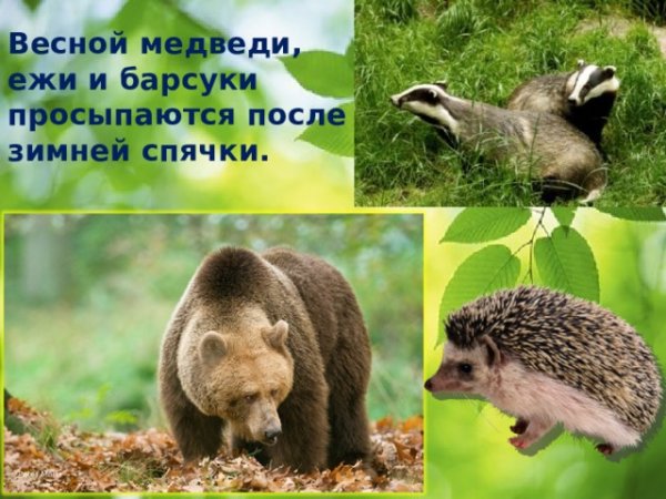 Животные просыпаются весной