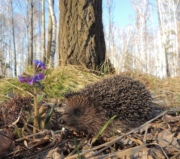 Какие животные просыпаются после зимней спячки