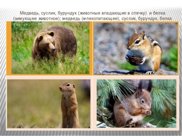 Весеннее Пробуждение животных