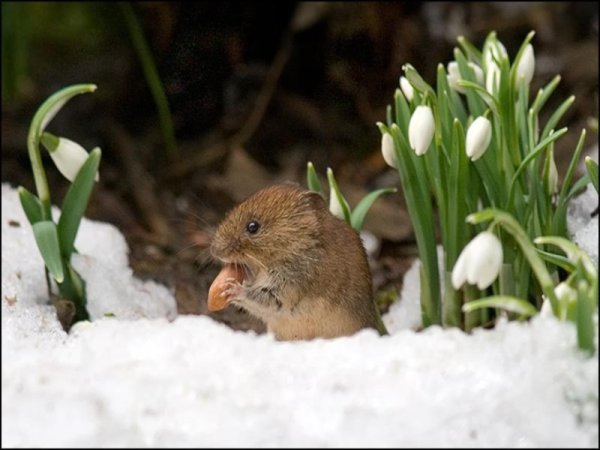Весна просыпается