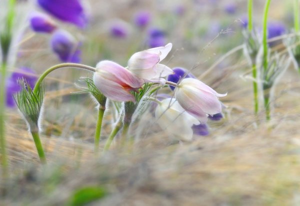 Весенние атрибуты