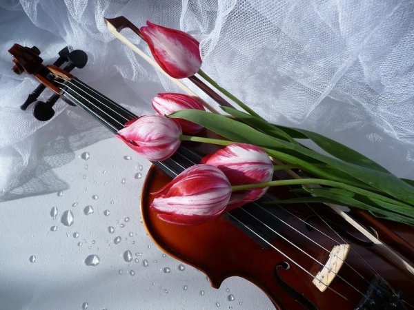 Девушки со скрипкой