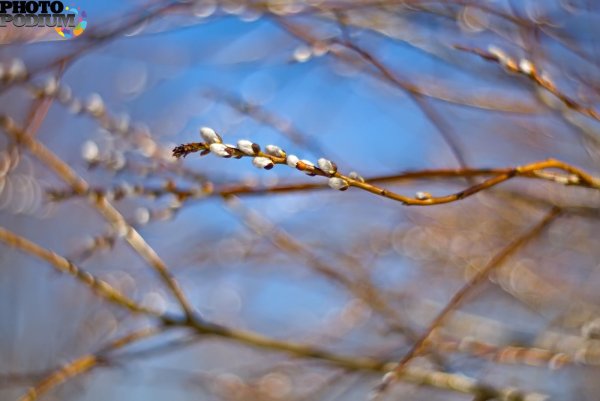 Надпись музыкальная Весна