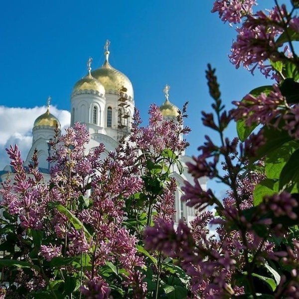 Дивеево сирень