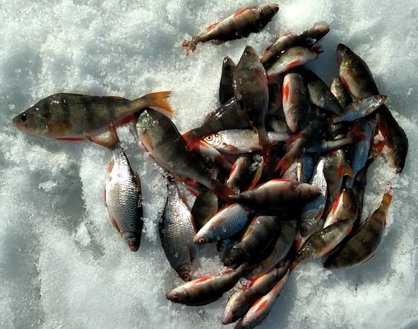 Рыбак на берегу