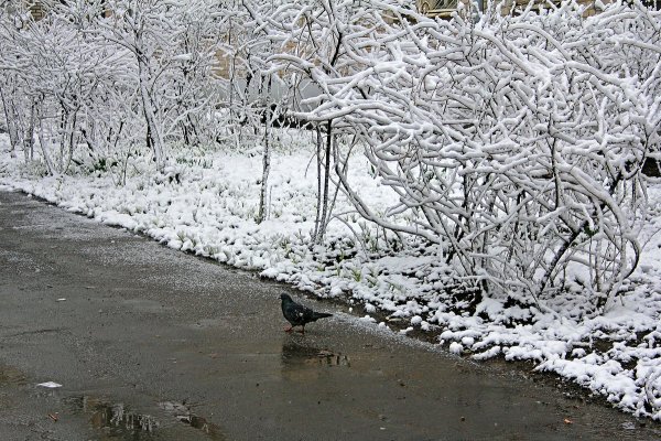 Март снегопад
