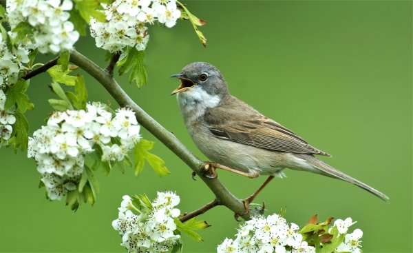 Соловей весной