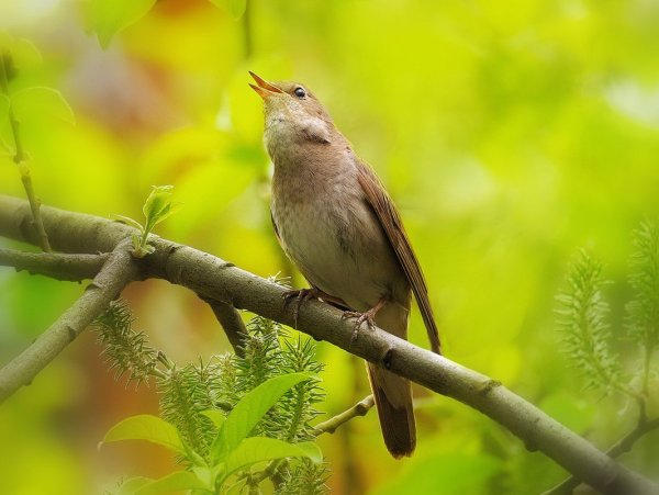 Соловей птичка певчая