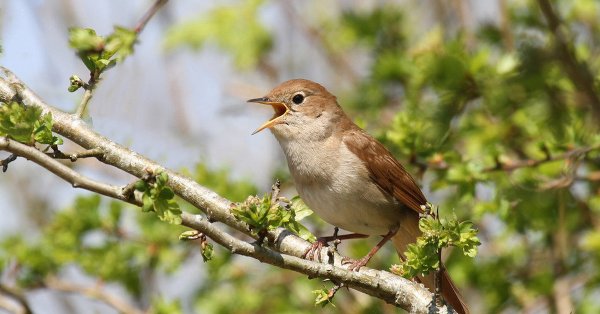 Курский Соловей фото