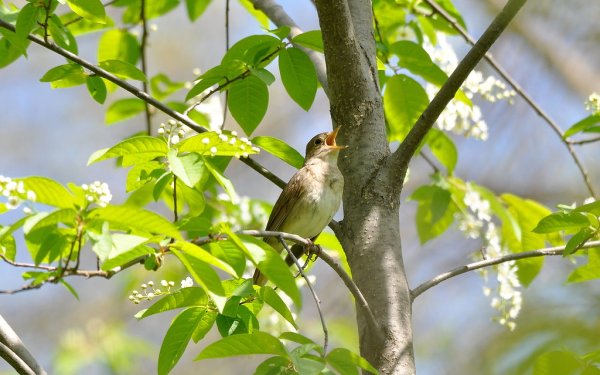 Соловей на ветке