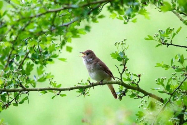 Соловей Алябьева
