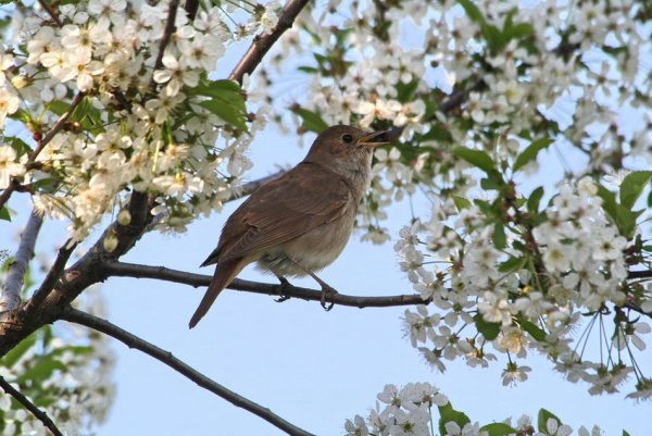 Курский край соловьиные трели