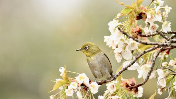 Соловей в цветах